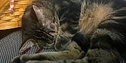 Luna is registered to the contest to win money with this photo: cat, tabby, sleeping, curled_up, furry, paw, basket, woven, indoor, resting, closeup, striped, animal, pet, cute, cozy, mesh_surface, relaxed, fur, home
