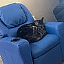 Luna is registered to the contest to win money with this photo: cat, tabby, recliner, blue_chair, furniture, indoor, resting, sleeping, pet, animal, cozy, home, wood_floor, relaxation, curled_up, domestic_cat, quiet, comfortable, living_room, nap
