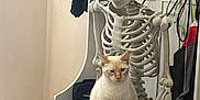 Casper joined the competition — help win amazing prizes! cat, skeleton, indoor, bench, plastic, creature, animal, feline, humor, contrast, hanger, umbrella, cables, home, furniture, white, cream, still_life, seated, decoration