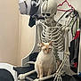 cat, skeleton, indoor, bench, plastic, creature, animal, feline, humor, contrast, hanger, umbrella, cables, home, furniture, white, cream, still_life, seated, decoration
