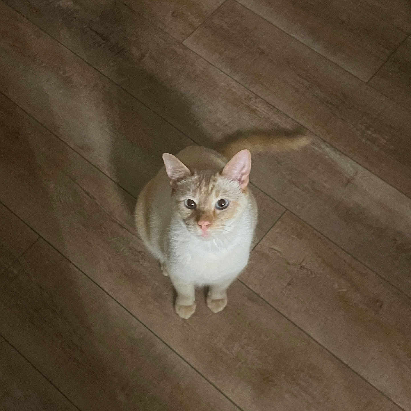 Casper is registered to the contest to win money with this photo: alert, animal, cat, cream_colored, curious, cute, domestic_cat, ears_up, feline, flooring, indoor, light_and_shadow, looking_up, pet, pet_portrait, shadow, sitting, small_animal, whiskers, wooden_floor