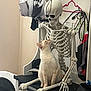 Casper joined the competition — help win amazing prizes! cat, skeleton, indoor, curious, animal, model, furniture, hanger, black_surface, household_items, pet, cream_colored, seated, looking_up, decor, quirky, funny, still_life, plastic, bones