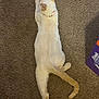 Casper joined the competition — help win amazing prizes! cat, white_cat, tail, collar, carpet, floor, lounging, relaxed, indoor, pet, animal, feline, brown_carpet, purple_box, stretching, laying_down, fur, whiskers, paw, domestic_cat