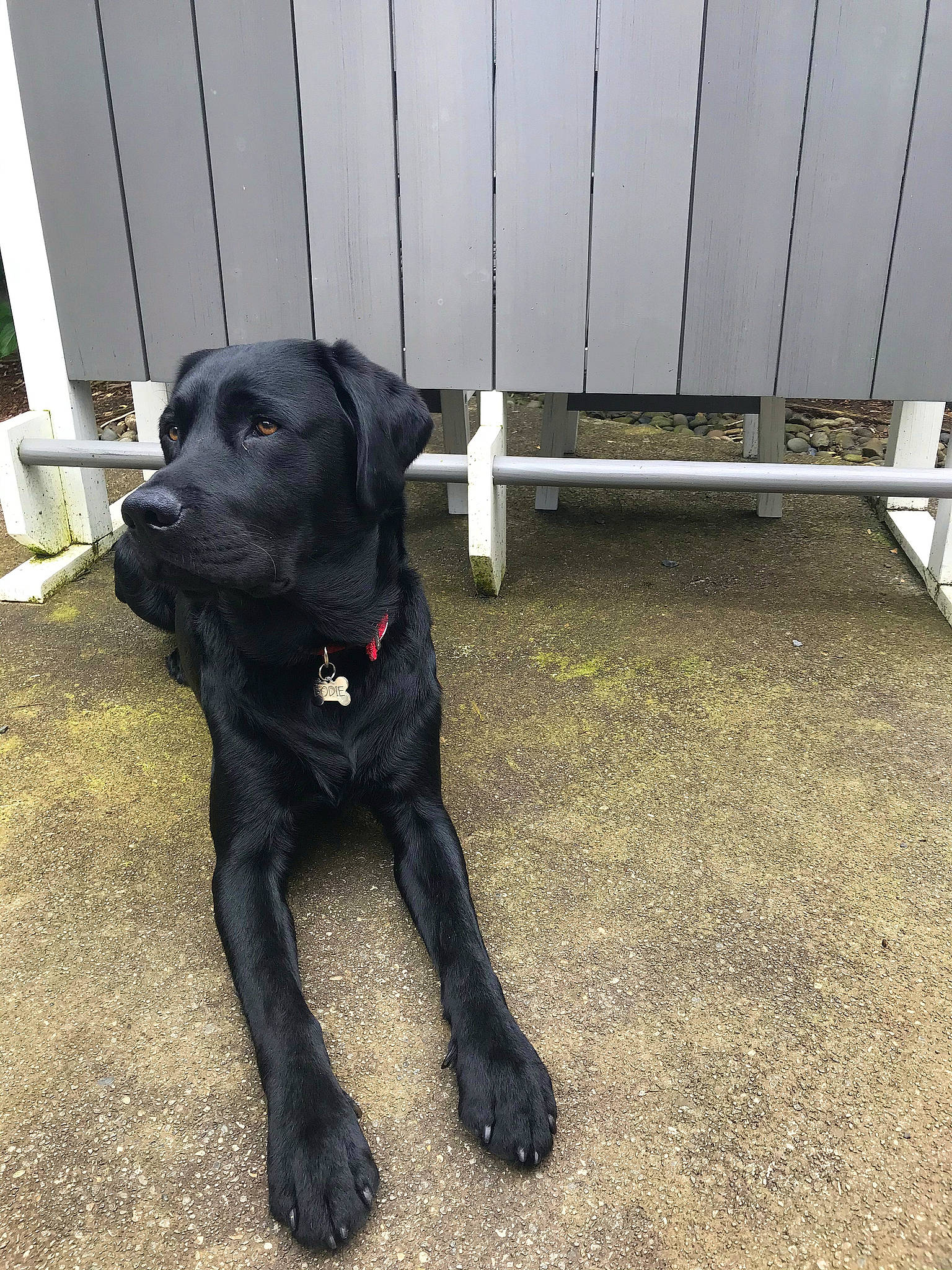 Bodie is registered to the contest to win money with this photo: borador, canidae, carnivore, collar, companion_dog, dog, dog_breed, dog_collar, labrador_retriever, patterdale_terrier, pet_supply, retriever, snout, sporting_group, tail, working_animal, working_dog