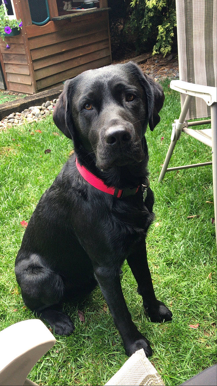 Bodie joined the competition — help win amazing prizes! backyard, borador, canidae, carnivore, collar, companion_dog, dog, dog_breed, dog_collar, fur, gun_dog, labrador_retriever, outdoor_furniture, pet_supply, retriever, snout, sporting_group, working_animal, working_dog, yard