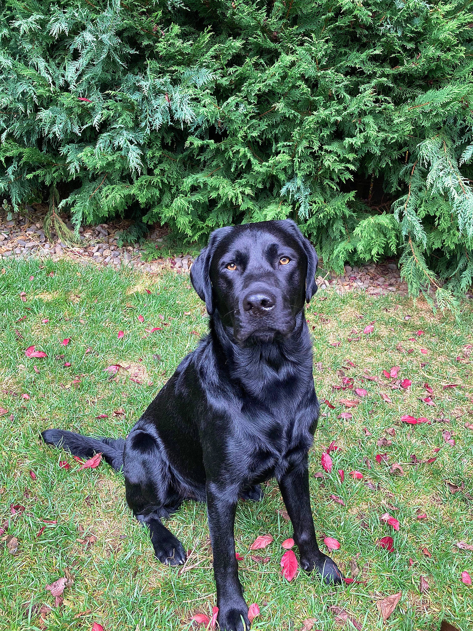 Bodie joined the competition — help win amazing prizes! borador, canidae, carnivore, companion_dog, dog, dog_breed, grass_family, groundcover, gun_dog, labrador_retriever, mammal, retriever, shrub, snout, sporting_group, subshrub, working_animal
