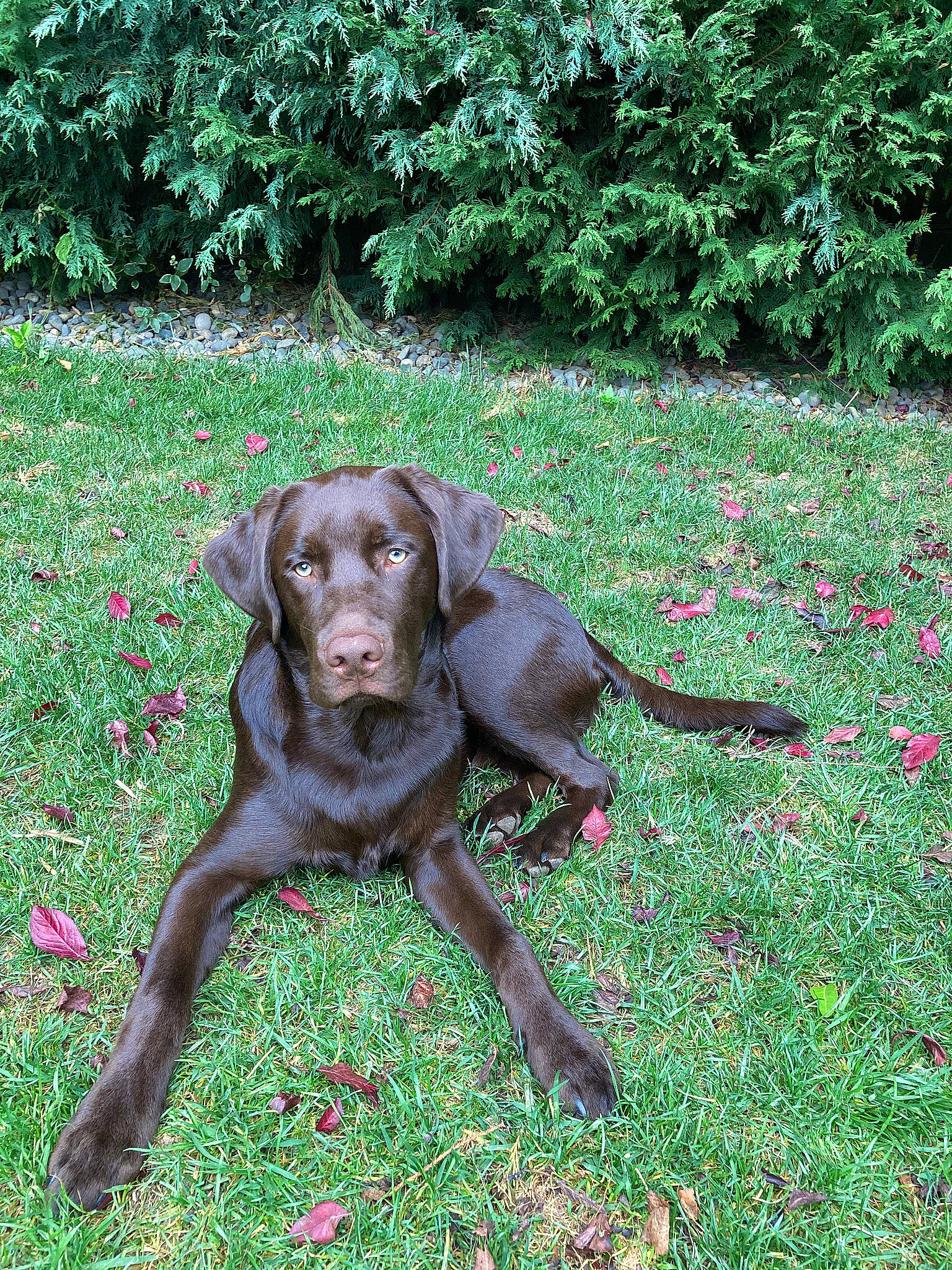 Clark joined the competition — help win amazing prizes! blue_lacy, canidae, carnivore, collar, companion_dog, dog, dog_breed, dog_collar, garden, grass_family, groundcover, gun_dog, herbaceous_plant, liver, meadow, shrub, snout, sporting_group, working_animal, working_dog