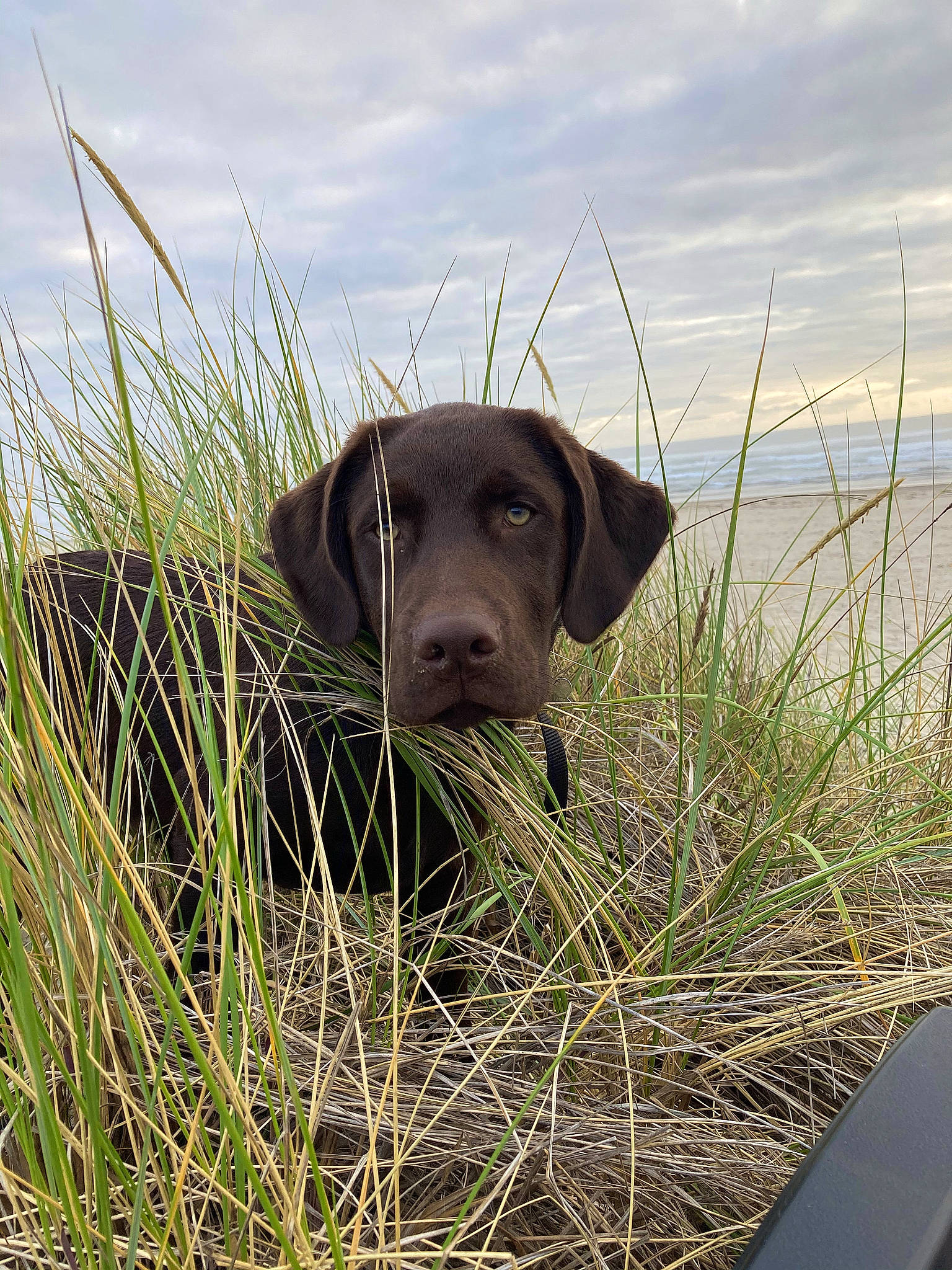 Clark is registered to the contest to win money with this photo: blue_lacy, canidae, carnivore, companion_dog, dog, dog_breed, dog_collar, grass_family, gun_dog, hunting_dog, liver, mammal, pointing_breed, prairie, snout, sporting_group, weimaraner, whiskers, working_animal, working_dog