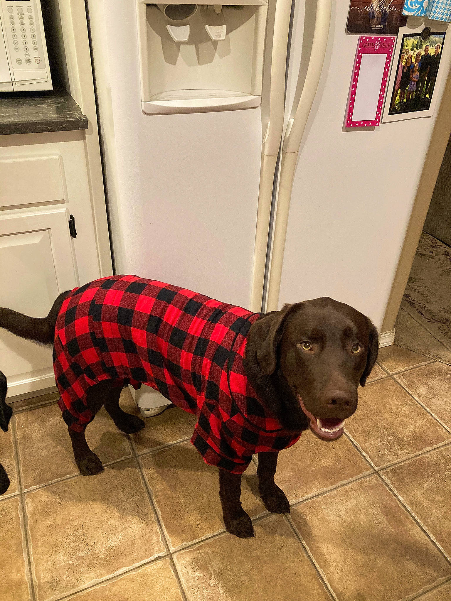Clark joined the competition — help win amazing prizes! canidae, carnivore, companion_dog, curtain, dog, dog_breed, dog_clothes, dog_supply, floor, flooring, gun_dog, pet_supply, plaid, snout, sporting_group, tartan, tile, vertebrate, working_animal