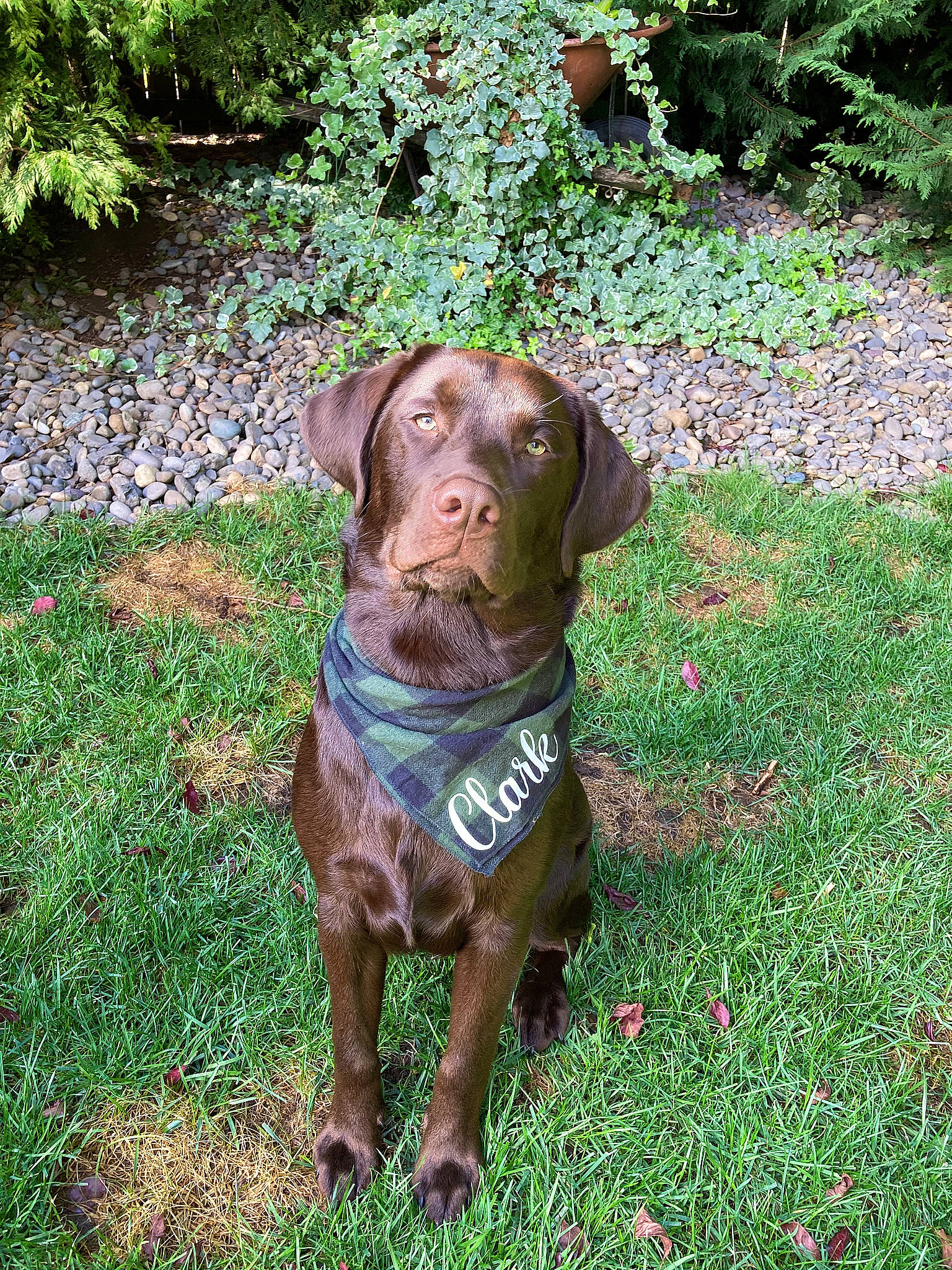 Clark is registered to the contest to win money with this photo: blue_lacy, canidae, carnivore, collar, companion_dog, dog, dog_breed, dog_collar, groundcover, gun_dog, hunting_dog, liver, pointing_breed, snout, sporting_group, working_animal, working_dog