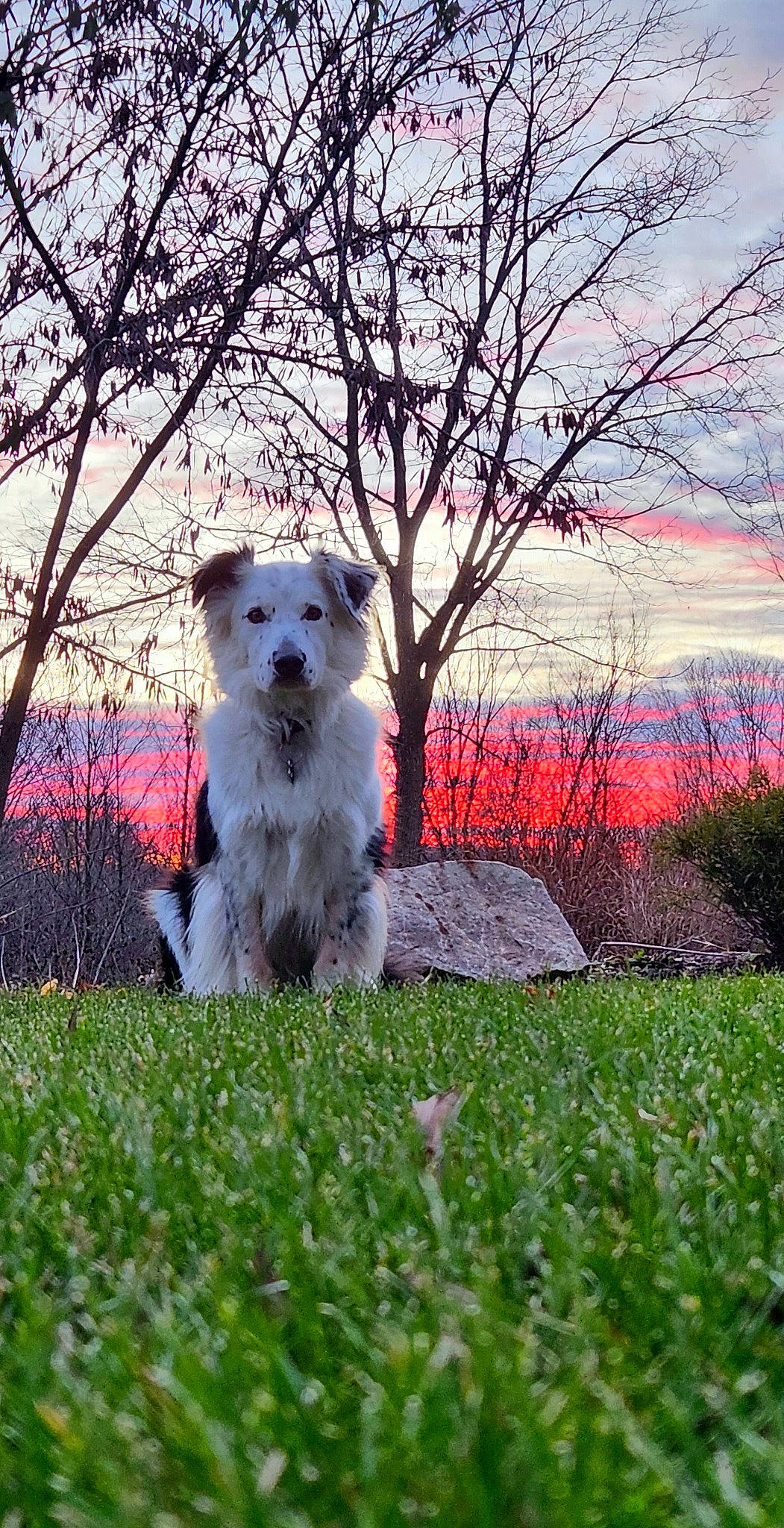 Baxter joined the competition — help win amazing prizes! canidae, carnivore, companion_dog, dog, dog_breed, fawn, grass, grass_family, grassland, landscape, lawn, plant, sky, small_terrier, snout, tail, terrier, toy_dog, tree, working_animal