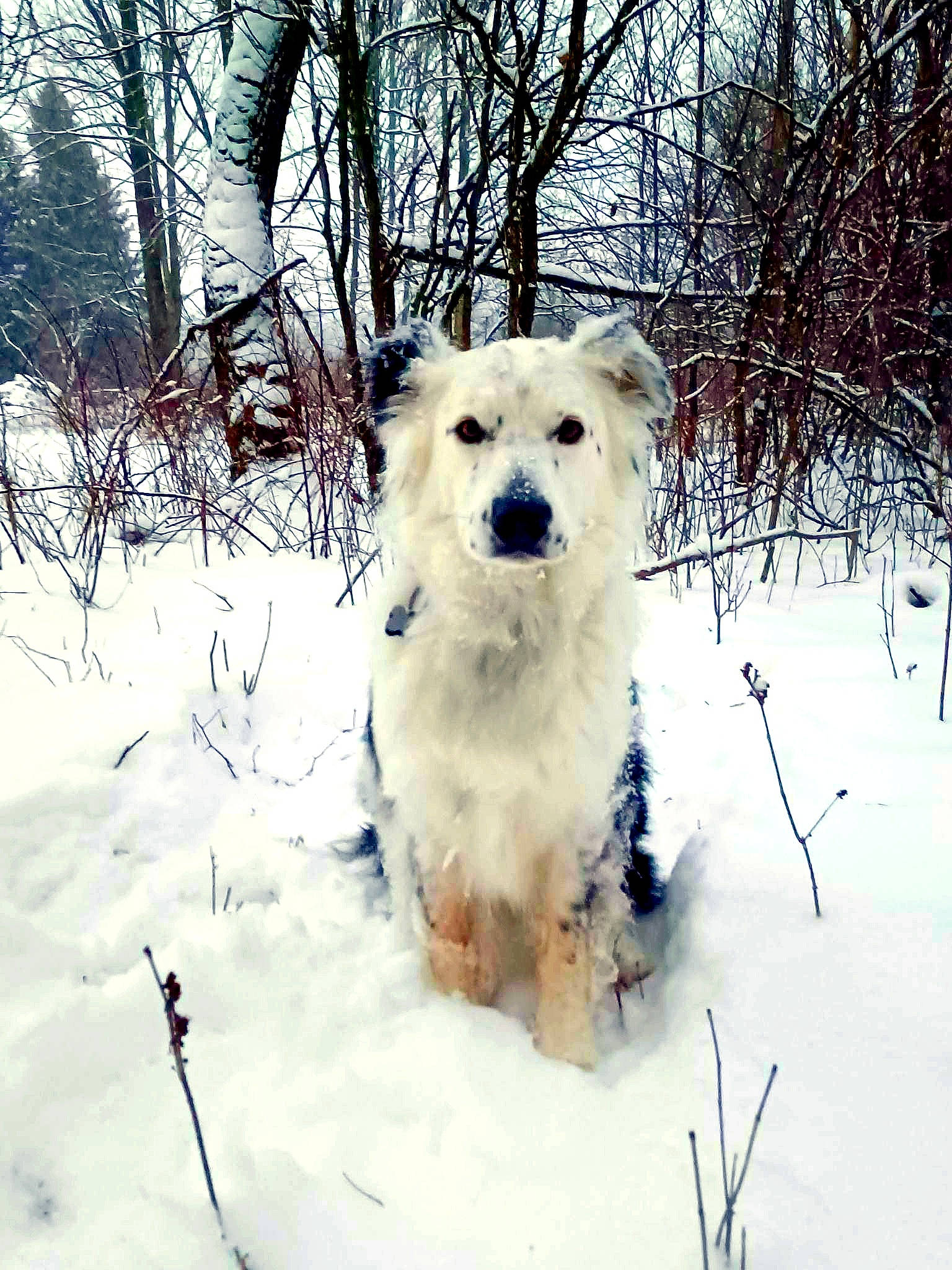 Baxter joined the competition — help win amazing prizes! canidae, carnivore, collar, companion_dog, dog, dog_breed, dog_supply, fawn, freezing, fur, paw, snout, snow, sporting_group, tail, terrestrial_animal, tree, twig, winter, working_animal