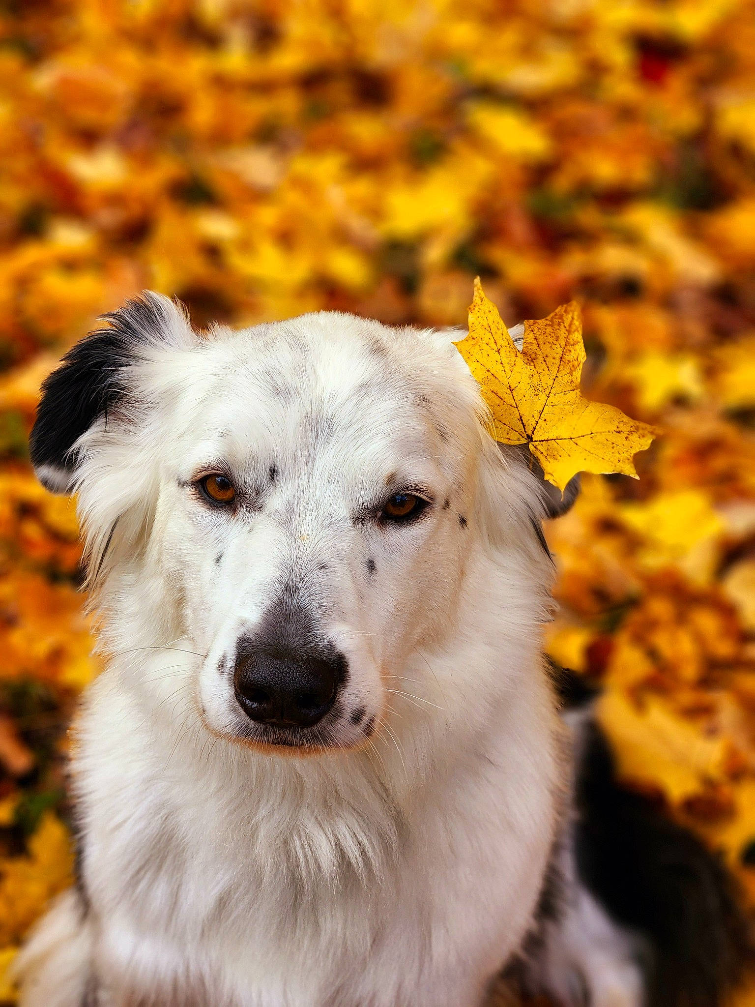 Baxter joined the competition — help win amazing prizes! ancient_dog_breeds, autumn, canidae, carnivore, companion_dog, dog, dog_breed, fur, grass, landscape, plant, sporting_group, terrestrial_animal, whiskers, working_animal, working_dog