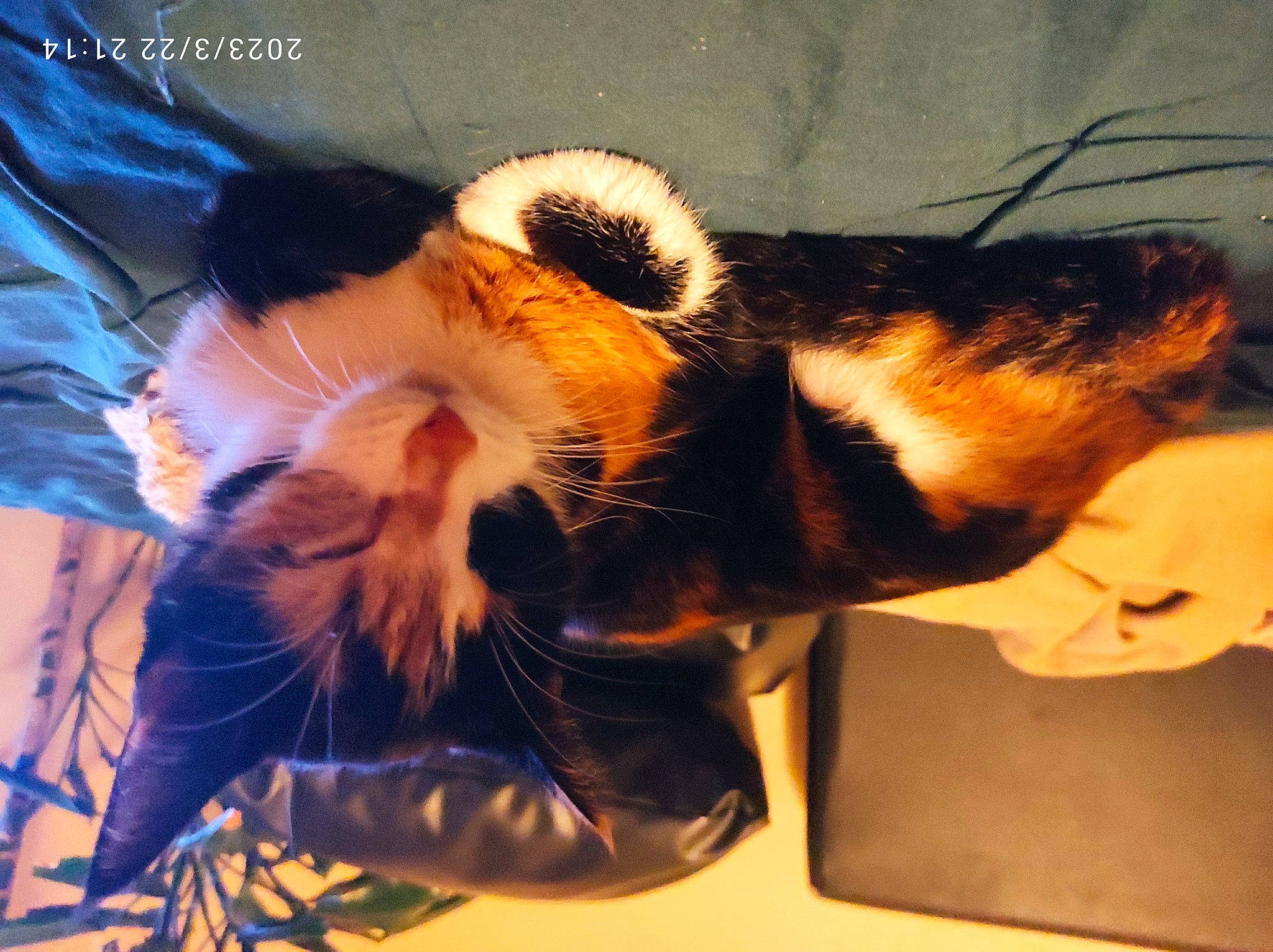 Minette a rejoint le concours — aidez-le/la à gagner de superbes lots ! canidae, carnivore, cat, claw, comfort, companion_dog, dog_breed, domestic_short_haired_cat, fawn, felidae, foot, fur, nap, organism, paw, small_to_medium_sized_cats, snout, tail, terrestrial_animal, whiskers