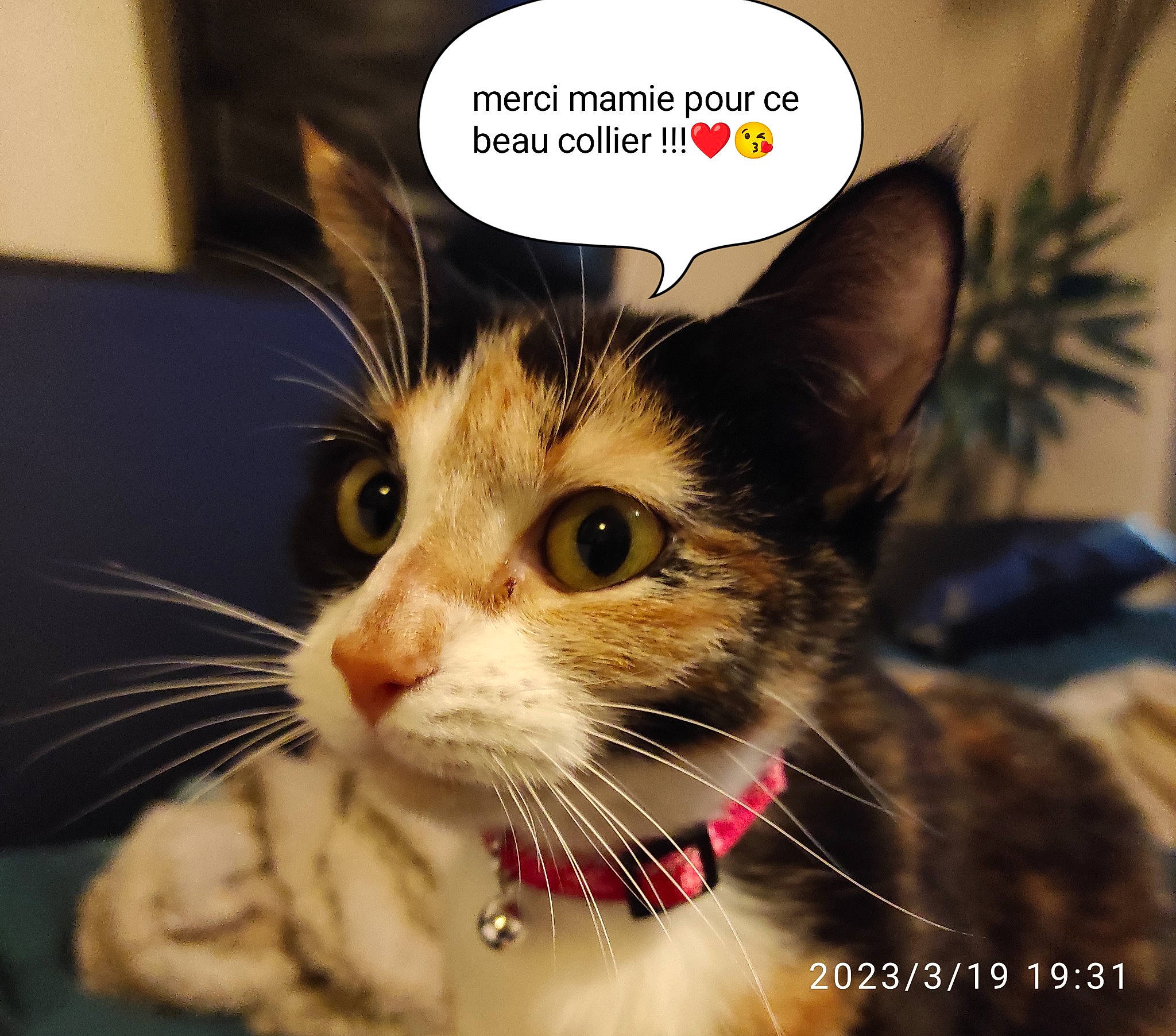 Minette participe au concours pour gagner de l'argent avec cette photo : carnivore, cat, collar, domestic_short_haired_cat, felidae, font, fur, happy, houseplant, organism, paw, photo_caption, plant, small_to_medium_sized_cats, snout, whiskers, window