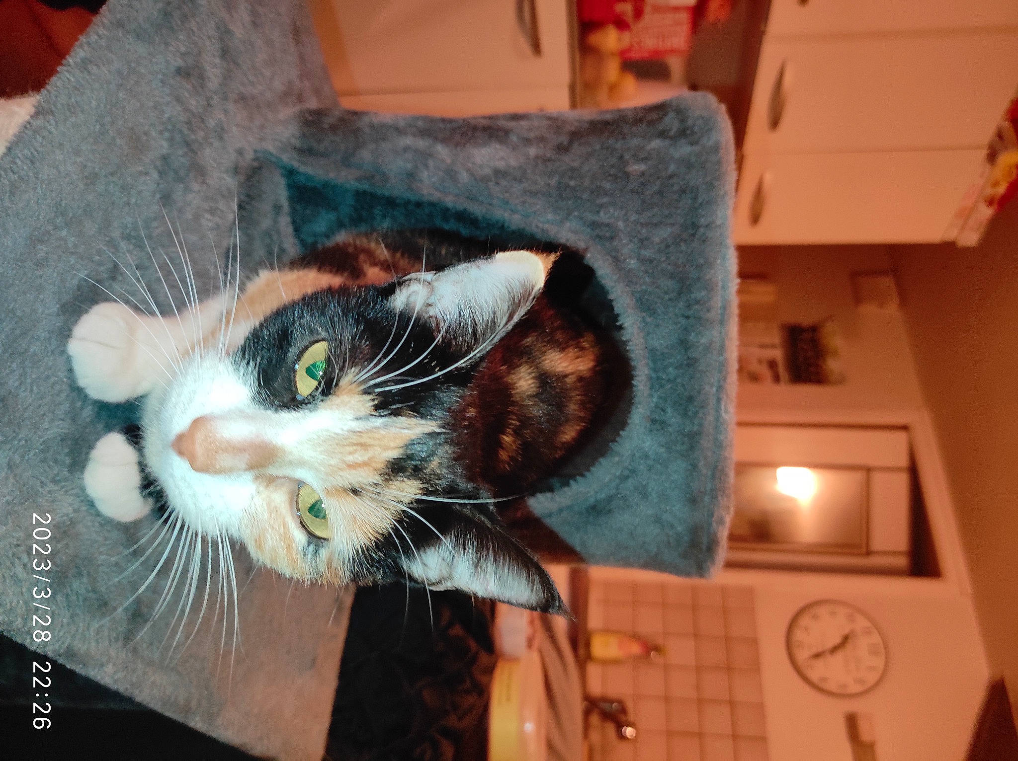 Minette participe au concours pour gagner de l'argent avec cette photo : art, box, carnivore, cat, claw, comfort, domestic_short_haired_cat, felidae, foot, fur, home_accessories, paw, small_to_medium_sized_cats, snout, tail, whiskers, window, wood