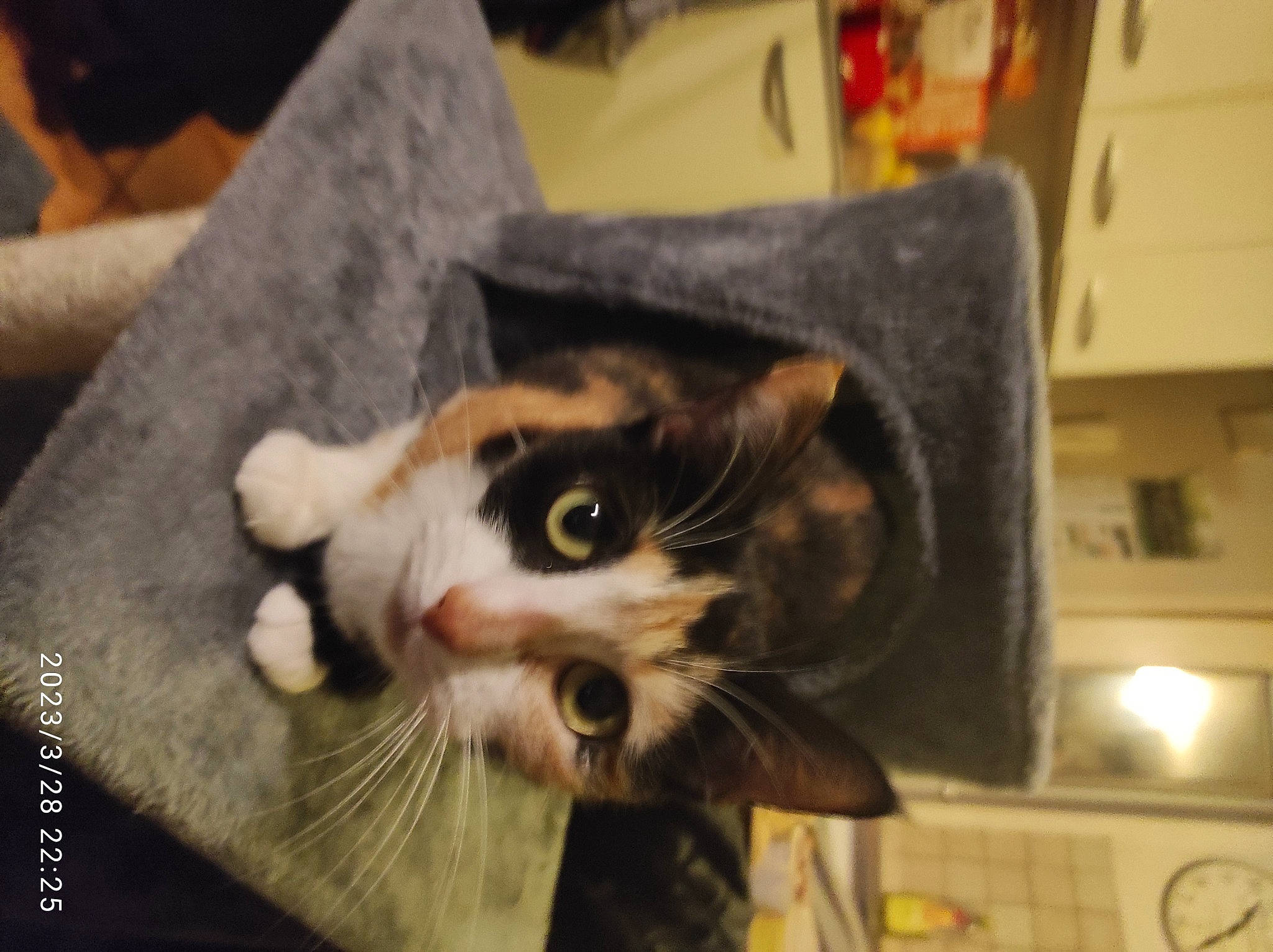 Minette participe au concours pour gagner de l'argent avec cette photo : cardboard, carnivore, cat, claw, comfort, couch, domestic_short_haired_cat, felidae, fur, paw, room, shelf, small_to_medium_sized_cats, snout, tail, whiskers, wood