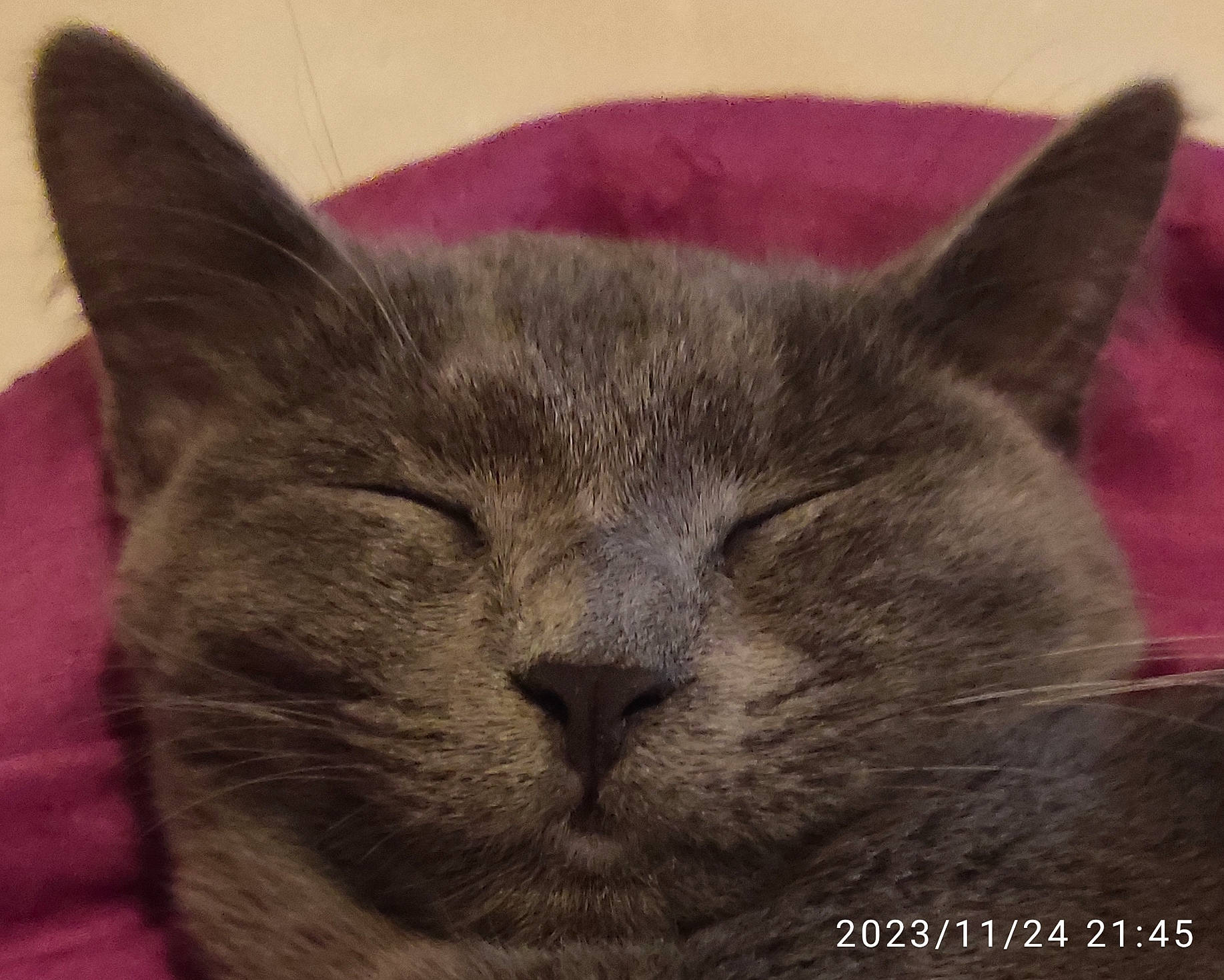 Chanel a rejoint le concours — aidez-le/la à gagner de superbes lots ! carnivore, cat, comfort, domestic_short_haired_cat, felidae, fur, grey, nap, russian_blue, small_to_medium_sized_cats, snout, terrestrial_animal, whiskers, wildlife