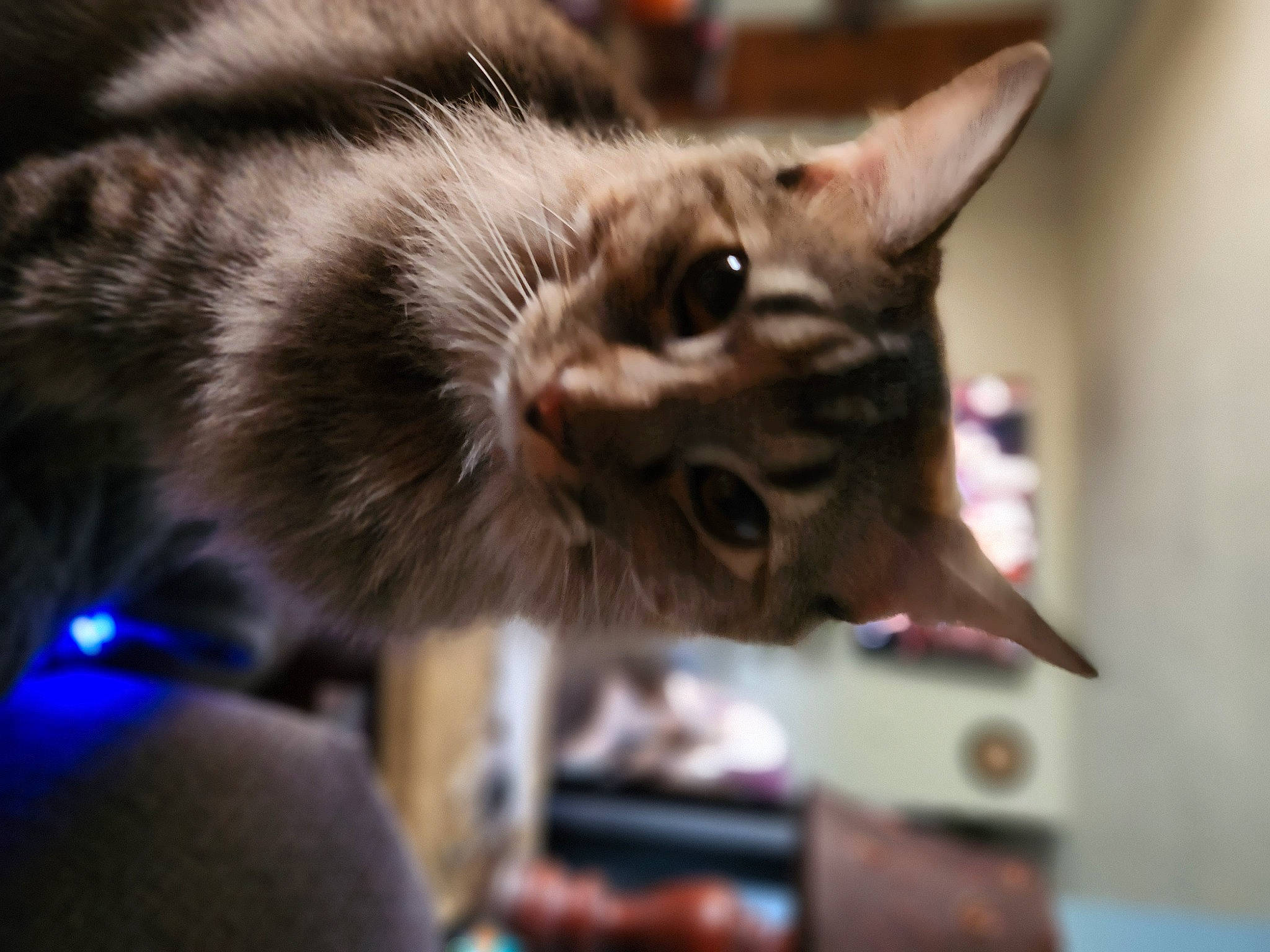 Daisy is registered to the contest to win money with this photo: carnivore, cat, claw, domestic_short_haired_cat, ear, felidae, fur, small_to_medium_sized_cats, snout, whiskers, window