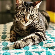 Marsu participe au concours pour gagner de l'argent avec cette photo : cat, tabby, pet, animal, feline, striped, whiskers, relaxed, indoor, blanket, patterned, closeup, fur, paw, resting, cozy, domestic, cute, sleepy, portrait