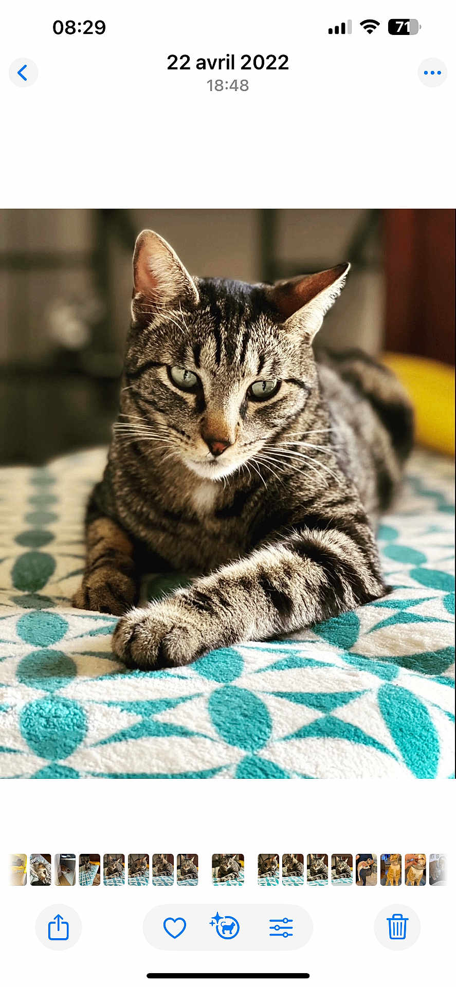 Marsu participe au concours pour gagner de l'argent avec cette photo : cat, tabby, pet, animal, feline, striped, whiskers, relaxed, indoor, blanket, patterned, closeup, fur, paw, resting, cozy, domestic, cute, sleepy, portrait
