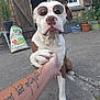 animal, brown_and_white_dog, casual, concrete, dog, friendly, gesture, hand, outdoor, paw, person, pet, plant, pot, shady, summer, sunglasses, tattoo, window, wooden_shutter