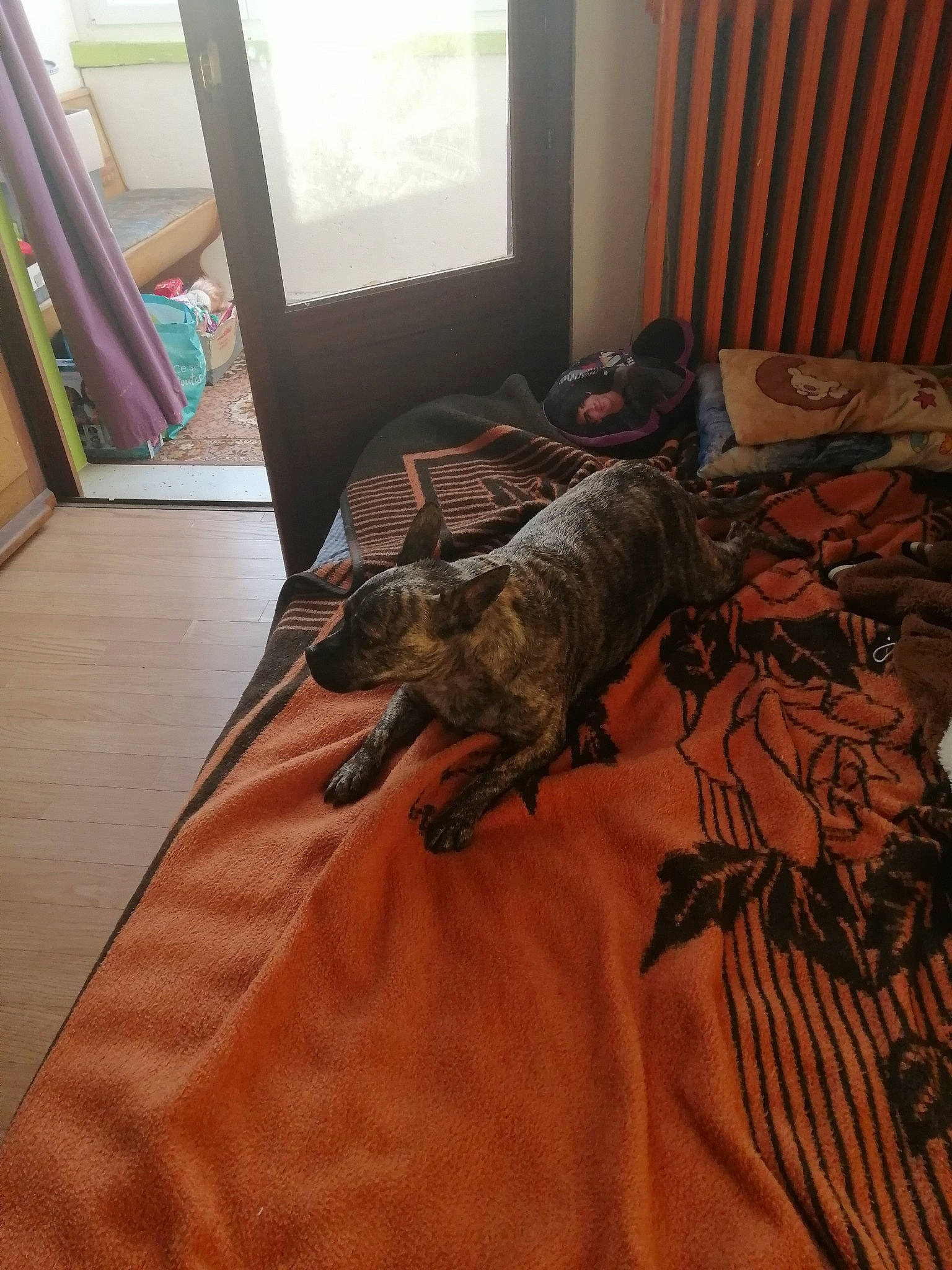 Appolo a rejoint le concours — aidez-le/la à gagner de superbes lots ! bed, canidae, carnivore, dog, dog_breed, floor, flooring, furniture, room, sporting_group