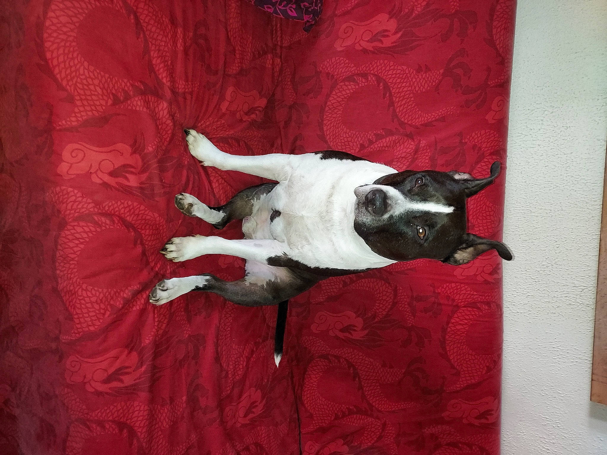 Looping participe au concours pour gagner de l'argent avec cette photo : canidae, carmine, carnivore, comfort, companion_dog, couch, dog, dog_breed, dog_supply, fawn, flooring, grey, linens, snout, sporting_group, tail, toy_dog, whiskers, wood, working_animal