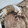 Chipper participe au concours pour gagner de l'argent avec cette photo : animal, beige, cat, closeup, cute, face, fluffy, fur, indoor, kitten, paw, pet, pink_nose, playful, relaxed, rug, stretching, tabby, whiskers, young