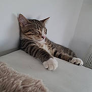 Chipper a rejoint le concours — aidez-le/la à gagner de superbes lots ! animal, cat, closeup, cozy, cute, feline, fur, indoor, kitten, paw, peaceful, pet, relaxation, resting, sleeping, soft, tabby, whiskers, white_background, young
