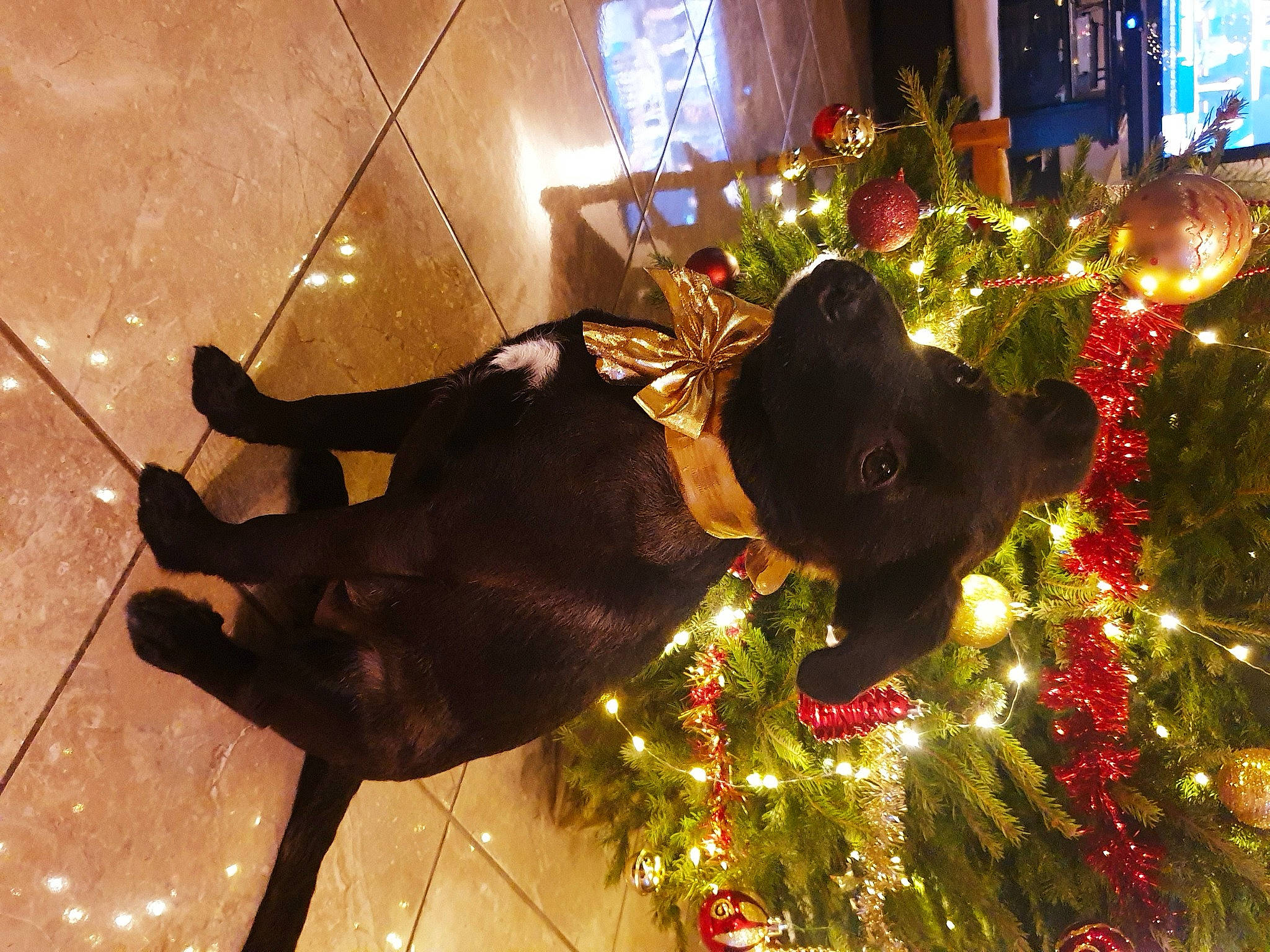 Nykita a rejoint le concours — aidez-le/la à gagner de superbes lots ! christmas, christmas_ornament, guard_dog, plant, sporting_group