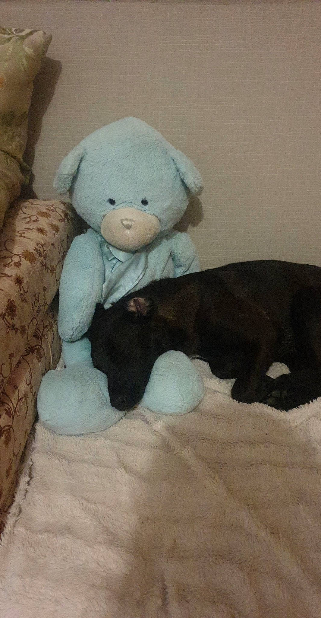 Nykita participe au concours pour gagner de l'argent avec cette photo : canidae, fawn, plush, sporting_group, stuffed_toy, teddy_bear, toy