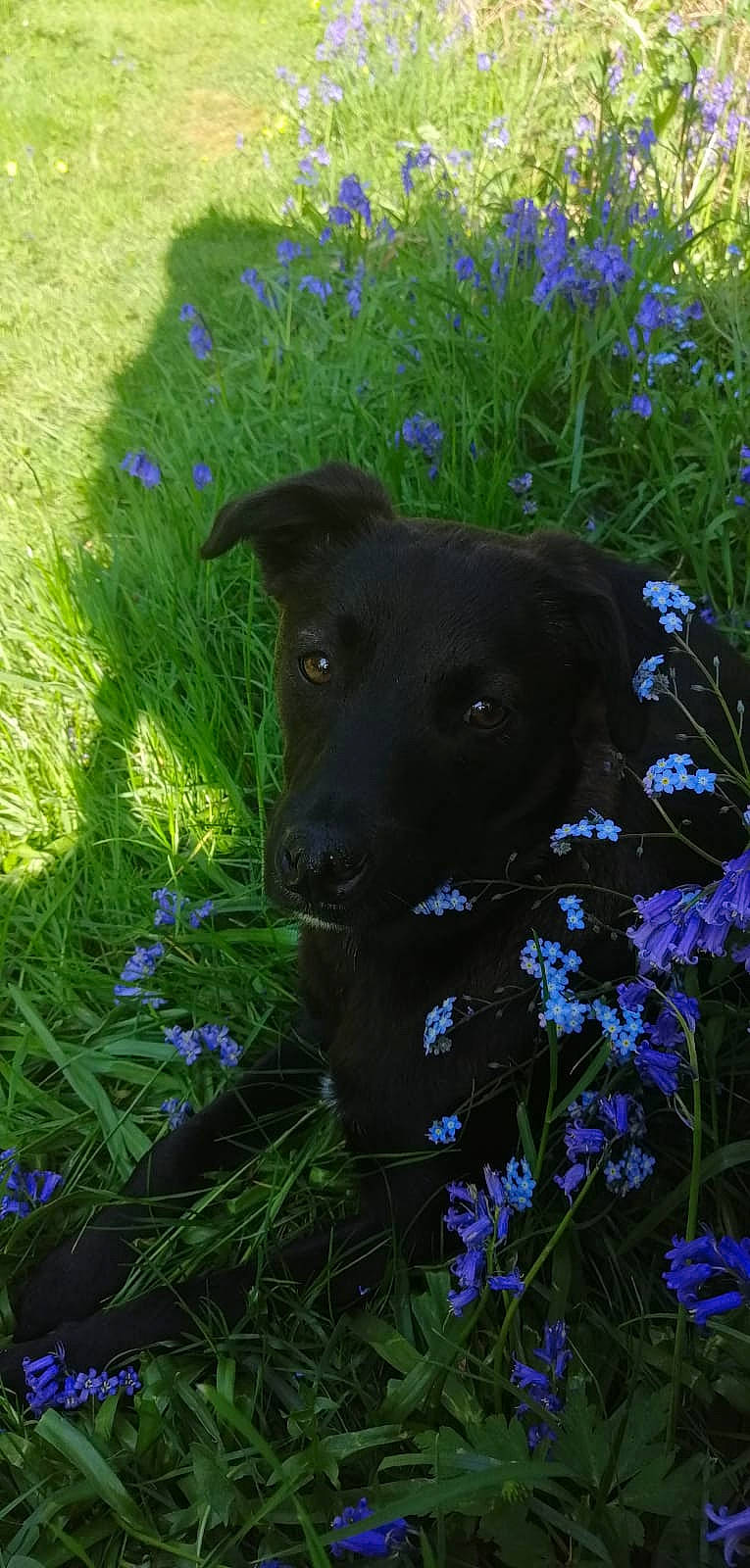 Nykita a rejoint le concours — aidez-le/la à gagner de superbes lots ! bellflower, blue, bluebonnet, canidae, carnivore, dog, dog_breed, flower, gladiolus, grass, grass_family, green, lawn, meadow, patterdale_terrier, plant, puppy, sporting_group, spring, wildflower