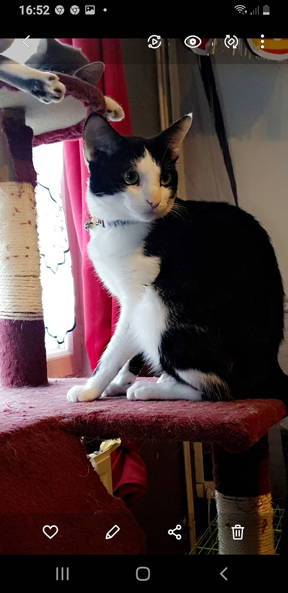 Mongly a rejoint le concours — aidez-le/la à gagner de superbes lots ! carnivore, cat, cat_supply, comfort, domestic_short_haired_cat, felidae, formal_wear, fur, magenta, paw, pet_supply, sitting, small_to_medium_sized_cats, snout, tail, whiskers