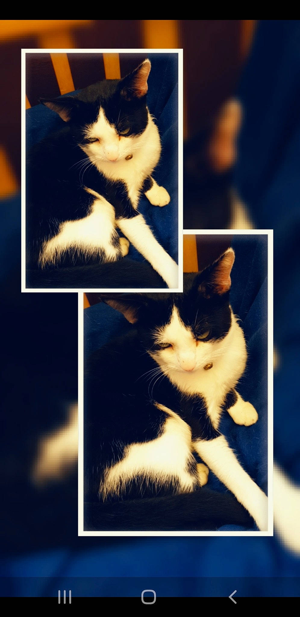 Mongly participe au concours pour gagner de l'argent avec cette photo : black, carnivore, cat, collage, felidae, font, formal_wear, fur, gesture, mammal, paw, rectangle, small_to_medium_sized_cats, snapshot, snout, style, tail, vertebrate, whiskers, window