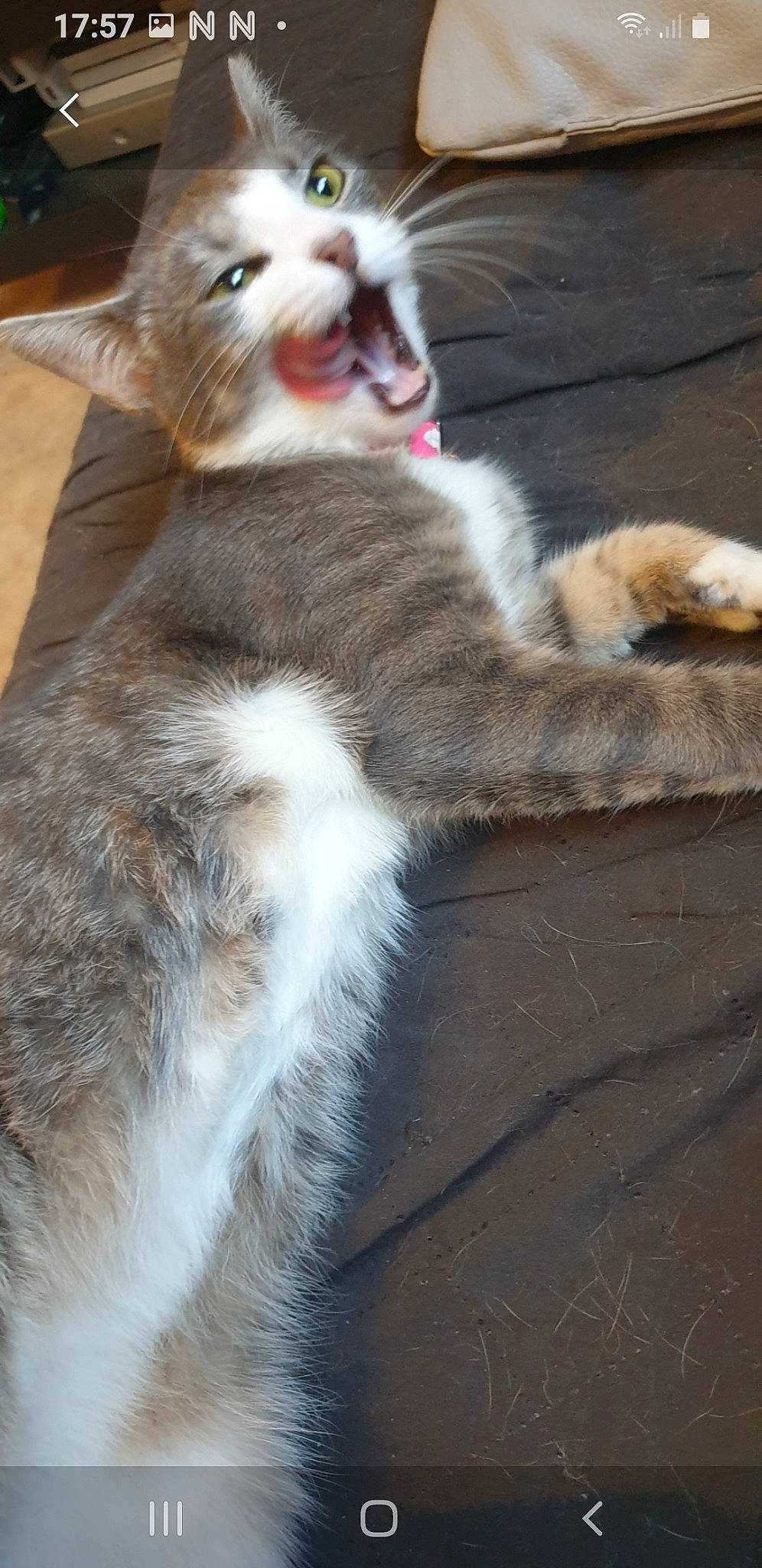 Purple participe au concours pour gagner de l'argent avec cette photo : carnivore, cat, claw, comfort, domestic_short_haired_cat, fawn, felidae, fur, grey, paw, sitting, small_to_medium_sized_cats, snout, tail, terrestrial_animal, whiskers, wood, yawn