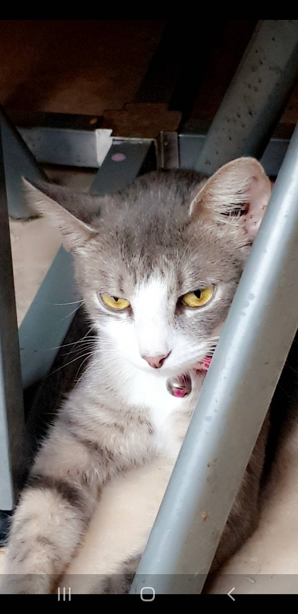 Purple participe au concours pour gagner de l'argent avec cette photo : carnivore, cat, domestic_short_haired_cat, eye, felidae, fur, iris, paw, small_to_medium_sized_cats, snout, tail, whiskers