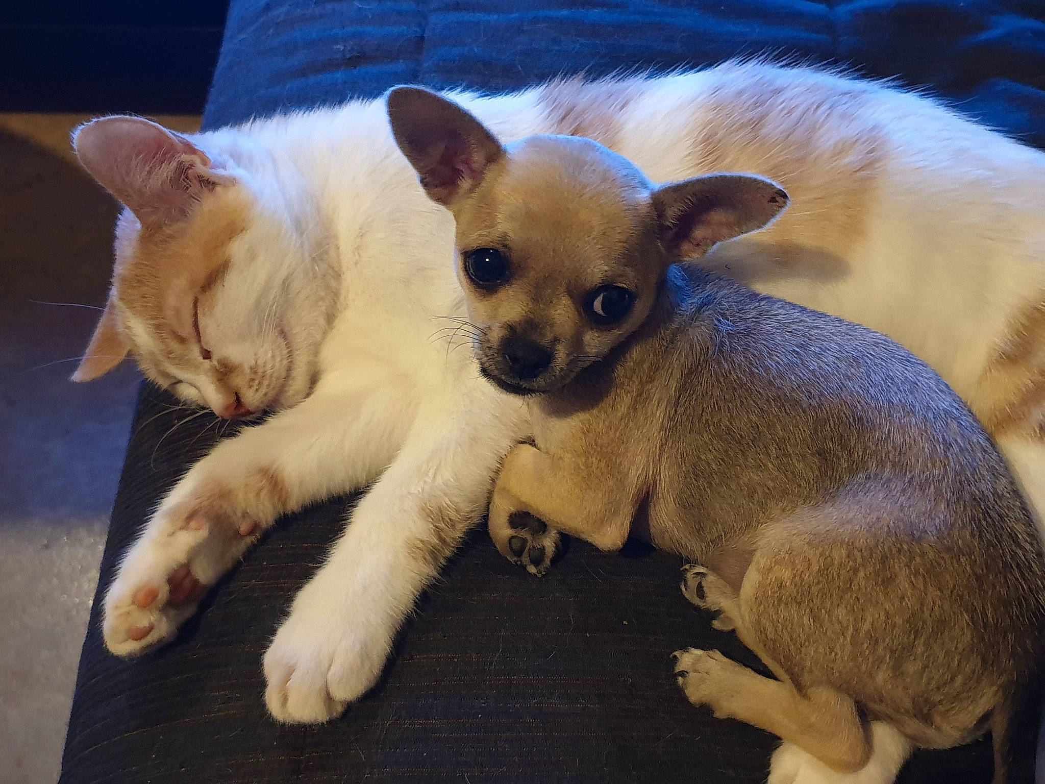 Caramel participe au concours pour gagner de l'argent avec cette photo : canidae, carnivore, cat, chihuahua, comfort, companion_dog, dog, dog_breed, ear, fawn, felidae, fur, paw, siamese, snout, tail, terrestrial_animal, toy_dog, whiskers, working_animal