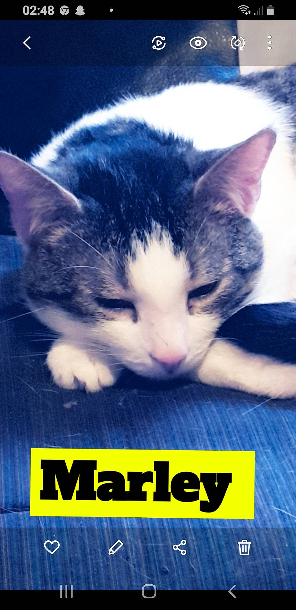 Marley a rejoint le concours — aidez-le/la à gagner de superbes lots ! carnivore, cat, cloud, domestic_short_haired_cat, electric_blue, felidae, font, fur, happy, mammal, meteorological_phenomenon, paw, photo_caption, publication, sky, small_to_medium_sized_cats, snout, tail, vertebrate, whiskers