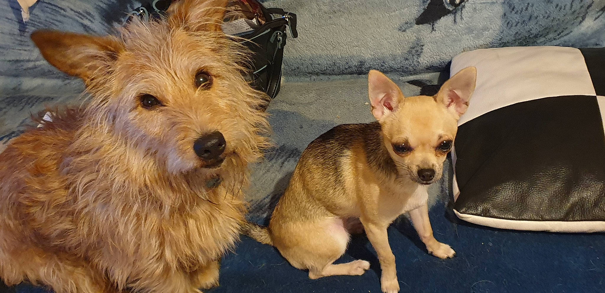 Benjy a rejoint le concours — aidez-le/la à gagner de superbes lots ! canidae, carnivore, chihuahua, companion_dog, corgi_chihuahua, dog, dog_breed, dog_supply, fawn, fur, paw, russkiy_toy, small_terrier, snout, sporting_group, terrestrial_animal, terrier, toy_dog, whiskers, working_animal