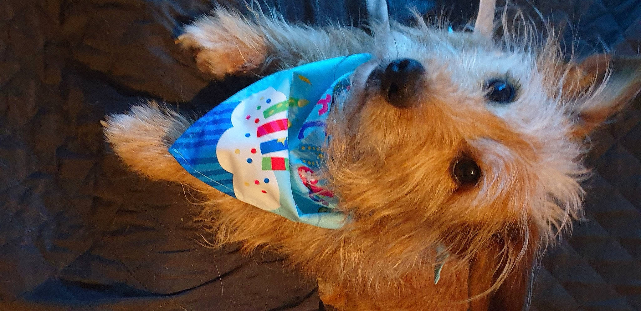 Benjy participe au concours pour gagner de l'argent avec cette photo : canidae, carnivore, companion_dog, dog, dog_breed, dog_clothes, dog_supply, fawn, fur, hat, small_terrier, snout, sporting_group, sunglasses, terrier, toy, toy_dog, vertebrate, whiskers, working_animal