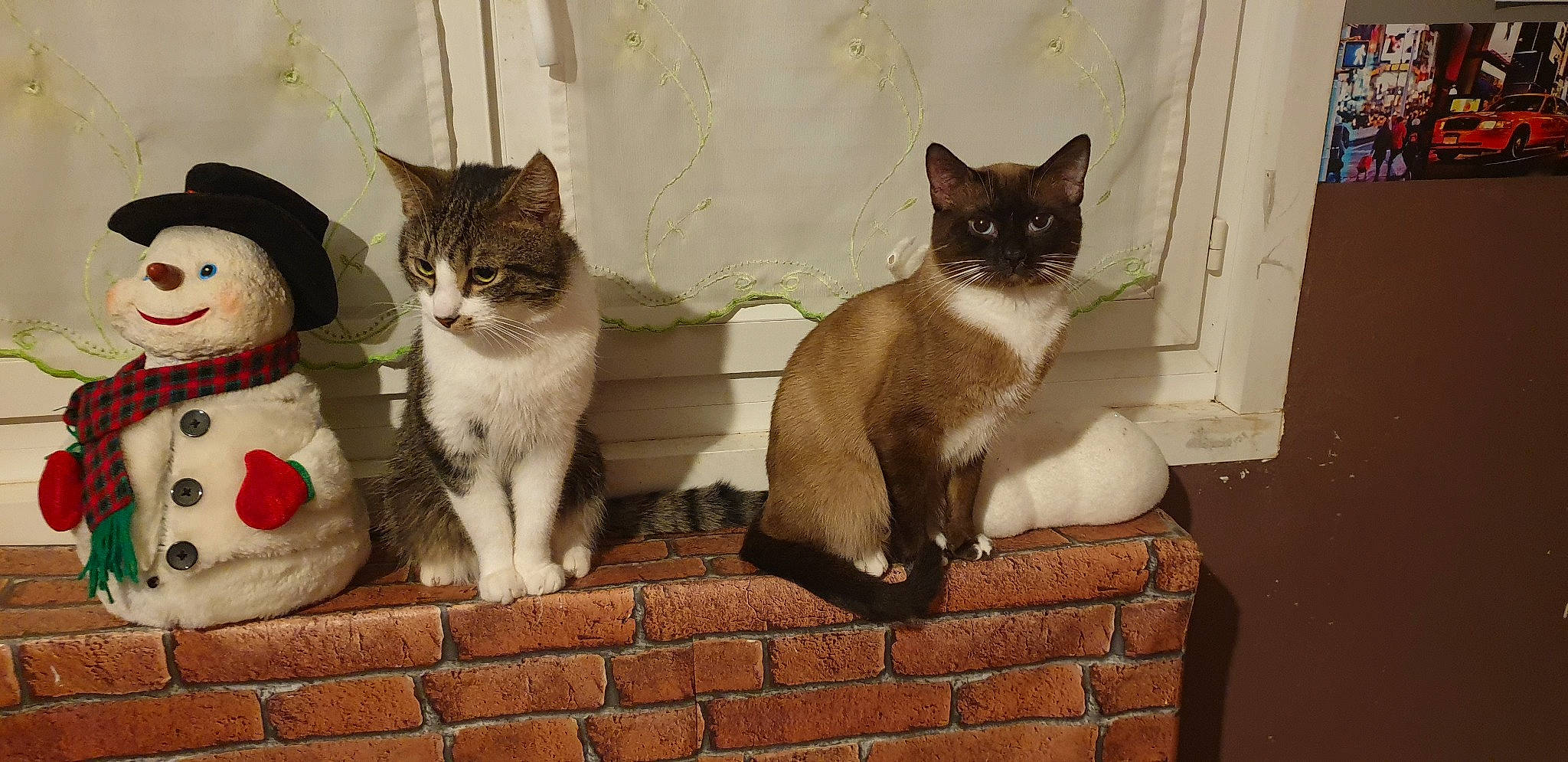 Prince participe au concours pour gagner de l'argent avec cette photo : carnivore, cat, domestic_short_haired_cat, fawn, felidae, fixture, flooring, fur, mammal, paw, siamese, small_to_medium_sized_cats, snout, snowman, tail, thai, vertebrate, whiskers, window, wood