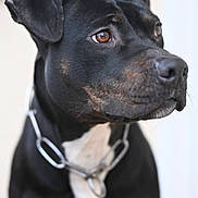 Ulyssia a rejoint le concours — aidez-le/la à gagner de superbes lots ! dog, dog_face, canine, pet, collar, chain_collar, black_coat, brown_eyes, muzzle, whiskers, ears, portrait, close_up, shallow_depth_of_field, indoor, white_chest, short_hair, alert, photography, studio