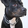 dog, dog_face, canine, pet, collar, chain_collar, black_coat, brown_eyes, muzzle, whiskers, ears, portrait, close_up, shallow_depth_of_field, indoor, white_chest, short_hair, alert, photography, studio