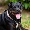 animal, bandana, black_dog, brown_dog, canine, close_up, collar, dog, ears, eyes, grass, happy, leash, nose, outdoor, pet, portrait, resting, spiked_collar, tongue_out
