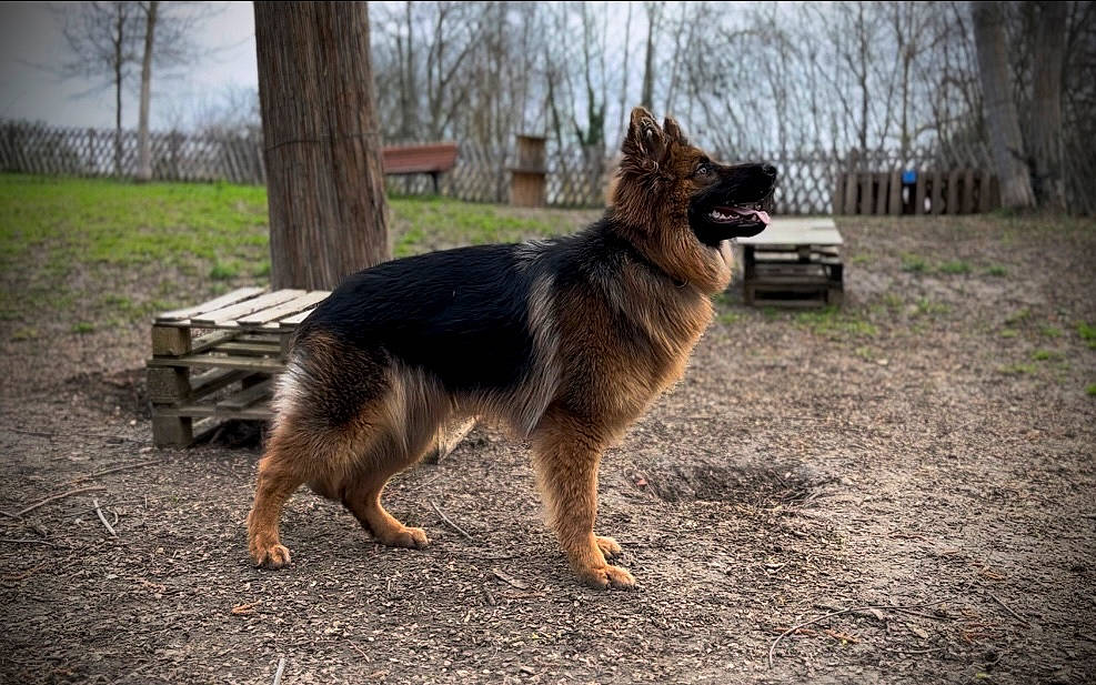 Belle participe au concours pour gagner de l'argent avec cette photo : canidae, canis, carnivore, companion_dog, dog, dog_breed, east_european_shepherd, german_shepherd_dog, herding_dog, king_shepherd, old_german_shepherd_dog, paw, plant, sky, snout, sporting_group, tail, terrestrial_animal, tree, working_dog