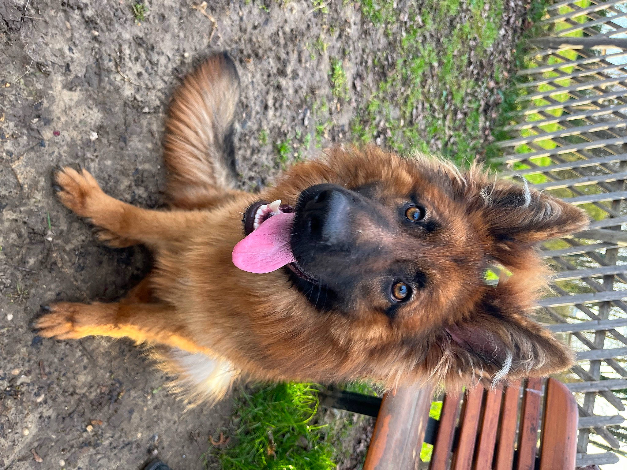 Belle participe au concours pour gagner de l'argent avec cette photo : belgian_shepherd_malinois, carnivore, collar, companion_dog, dog, dog_breed, dog_collar, dog_supply, east_european_shepherd, fawn, fence, german_shepherd_dog, herding_dog, king_shepherd, liver, mesh, old_german_shepherd_dog, pet_supply, scotch_collie, working_dog