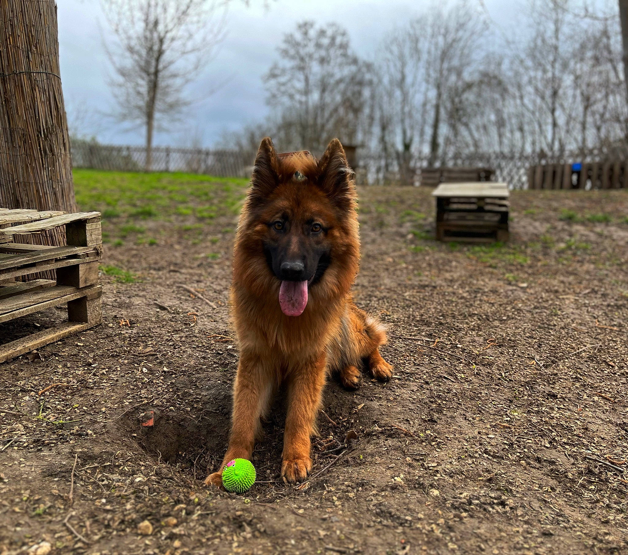 Belle a rejoint le concours — aidez-le/la à gagner de superbes lots ! ball, canidae, carnivore, cloud, companion_dog, dog, dog_breed, dog_supply, fawn, grass, herding_dog, old_german_shepherd_dog, plant, sky, snout, sporting_group, tail, tennis_ball, tree, wood
