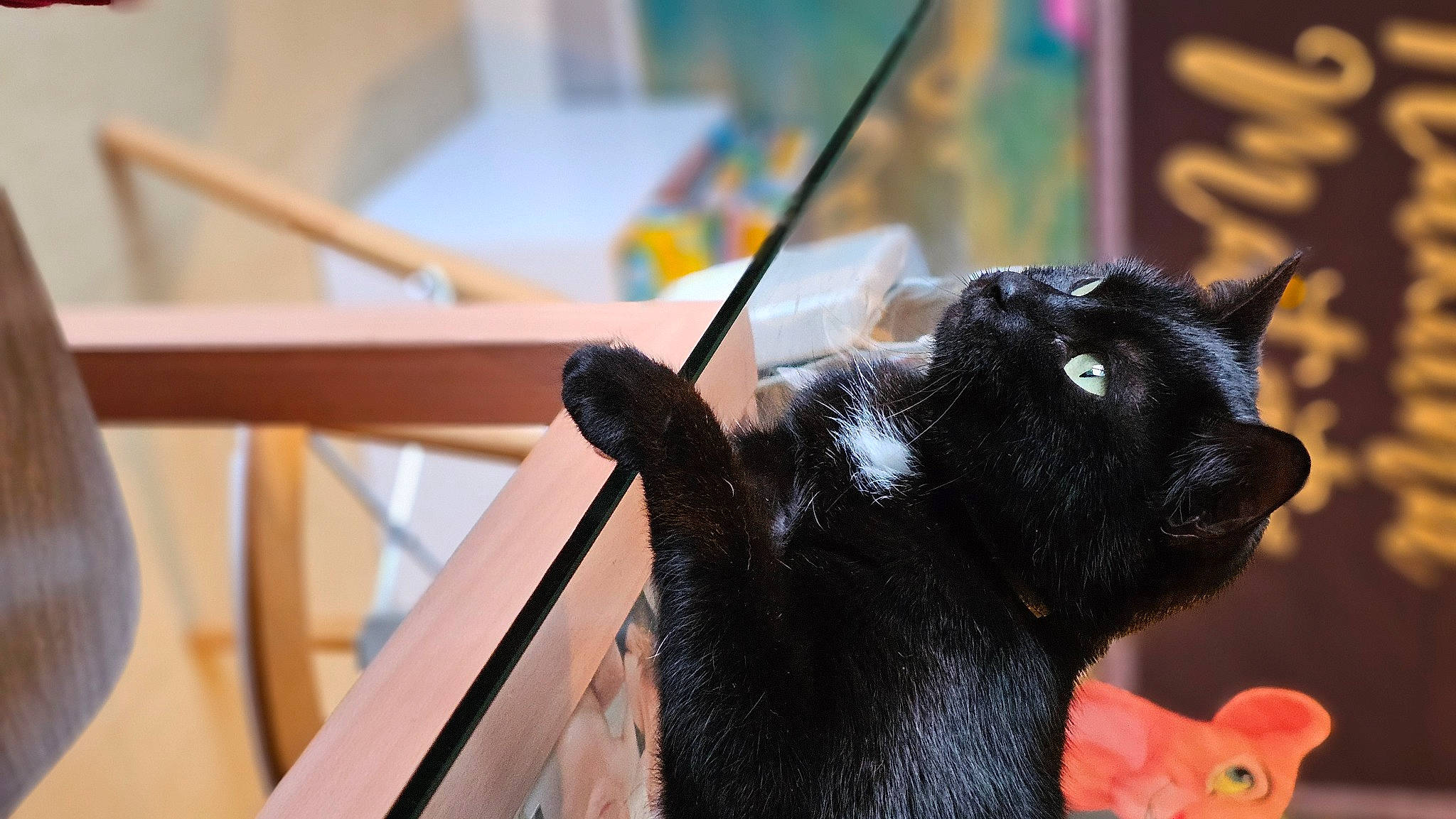 Nala a rejoint le concours — aidez-le/la à gagner de superbes lots ! claw, domestic_short_haired_cat, ear, felidae, fur, gesture, hardwood, small_to_medium_sized_cats, snout, stuffed_toy, terrestrial_animal, toy, whiskers, wood