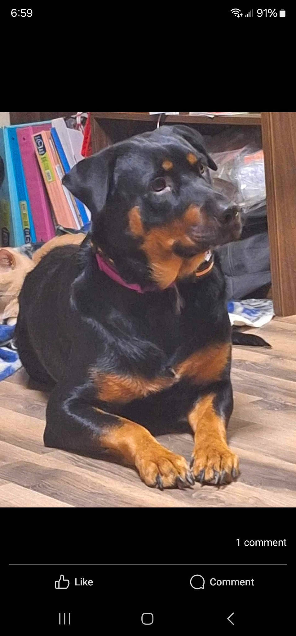 Lucy joined the competition — help win amazing prizes! bookcase, canidae, carnivore, companion_dog, dog, dog_breed, guard_dog, publication, rottweiler, shelf, snout, sporting_group, terrestrial_animal, working_animal, working_dog